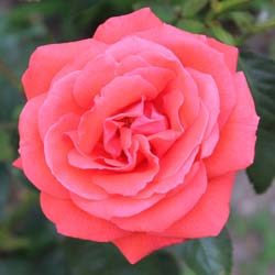 Rose 'Super Star'